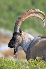A male Cretan wild goat (Capra aegagrus cretica), Crete