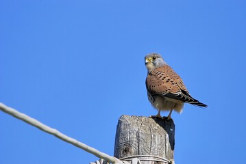Common Kestrel (Falco tinnunculus), Greece