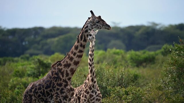 Giraffe in the great plains of Kenya grassland 