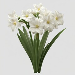 Fototapeta premium A cluster of pristine white amaryllis blossoms.