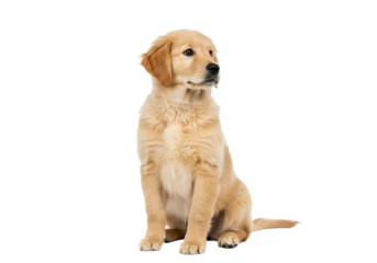 Golden retriever puppy sitting attentively looking to the side isolated
