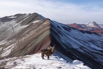 Llama Posing in Front of Rainbow Mountain, Peru