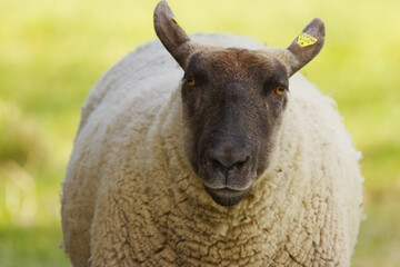 close up white brown sheep, big sheep looks into the camera, sheep on the meadow, green background, brown head, white and brown woolly fur