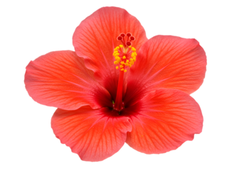 Hibiscus flower with vibrant orange petals and yellow stamen on transparent