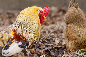 close-up magnificent rooster, colorful rooster, yellow brown feathers of magnificent rooster, red cockscomb, brown background, eyes and plumage Gallus gallus domesticus 