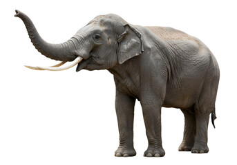 Elephant with trunk raised isolated on a transparent background image