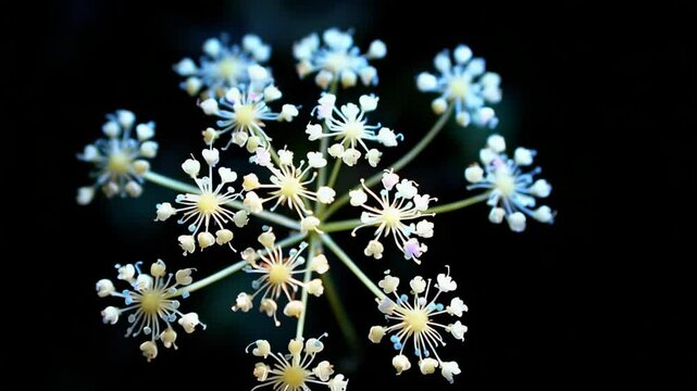 Close-up of delicate white wildflowers arranged in a radial pattern with a dark, contrasting background creating visual interest.