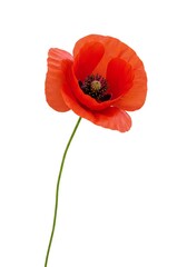 Obraz premium Blooming Red Flower Isolated on White Background