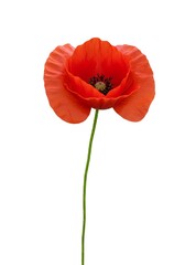Obraz premium Isolated Red Poppy Flower on White Background Single Stem