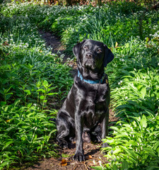 Black Labrador in the wild garlic on Anglesey 