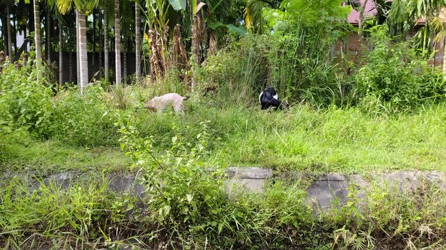 a pair of goats grazing in the garden