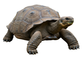 Turtle portrait: close-up of a reptile with a patterned shell and textured skin detail