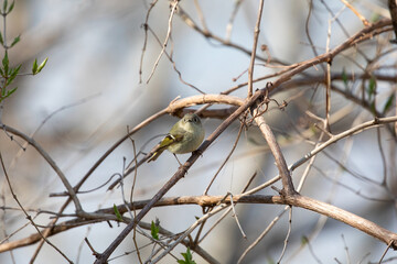 Ruby-Crowned Kinglet