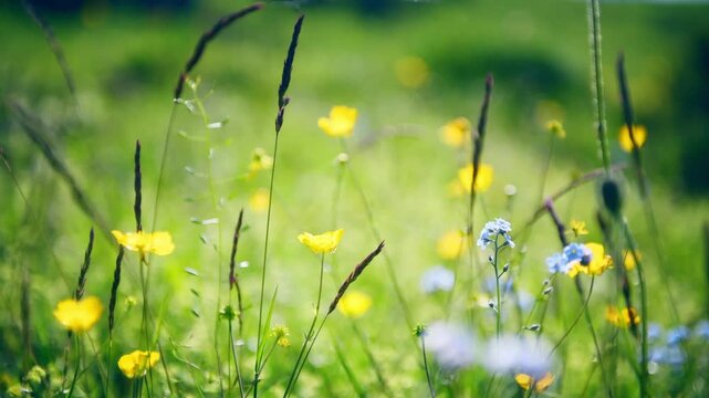 Wild flowers and green grass in the mountains at sunny day. Selective focus. Flowers swaying in the wind. Beautiful summer nature background
