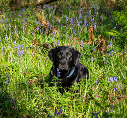Black Labrador in the wild garlic on Anglesey 