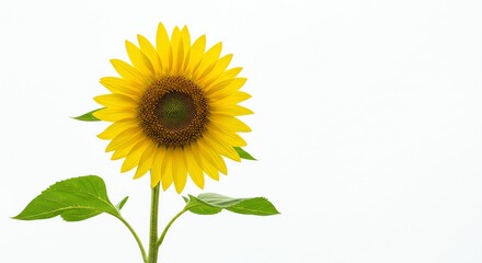 Obraz premium Sunflower Blossom Isolated on White Background