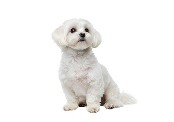 Obraz premium Maltese dog sitting attentively looking up on a plain setting, isolated