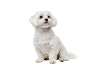 Maltese dog sitting attentively looking up on a plain setting, isolated