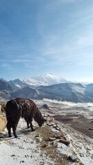 Llama in the Snow at Rainbow Mountain of Vinicunca, Peru