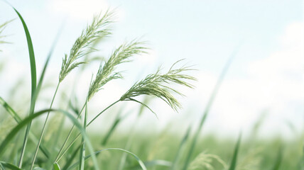 green grass and blue sky