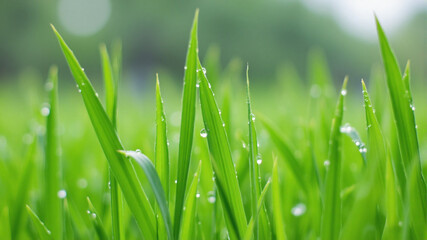green grass with water drops