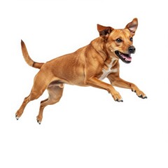 A light brown dog with floppy ears leaping in the air against a plain white background in a studio shot