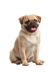 Obraz premium Happy beige pug dog sitting with tongue out and bright eyes on clean white background. Concept of playful pet portrait and domestic animal charm