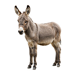 Fototapeta premium Adorable Donkey A Close-Up Portrait of a Young Donkey