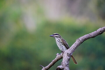 Brown grey bird sitting on the tree branch in the rain forest,Trinidad and Tobago, Tobago, Castara, March 23, 2025.
