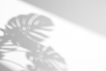 shadow overlay effects of realistic window and monstera leaf shadow isolated on transparent...