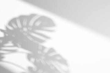 shadow overlay effects of realistic window and monstera leaf shadow isolated on transparent background,shadow for photo presentation interior backdrop mockup,Summer sunlight and shadow overlay effect	