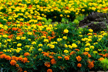 深緑の季節に公園で咲く花
