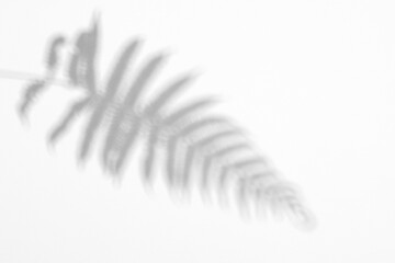 shadow overlay effects of realistic window and fern leaf shadow with light blur on transparent background,Summer sunlight and shadow overlay effect,shadow for photo interior backdrop mockup