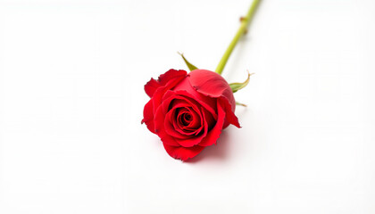Naklejka premium Red rose with copy space, elegant mood, representing love and romance against a white background