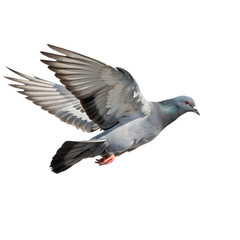 pigeon in flight mode on transparent PNG © SUMA