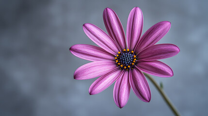 Fototapeta premium Purple Osteospermum Flower Close-up: A vibrant purple Osteospermum flower, showcasing its delicate petals and contrasting dark center, stands out against a soft gray background.