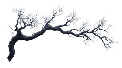 Obraz premium Spooky, dried tree branch with twisted form, eerie silhouette, isolated on white background