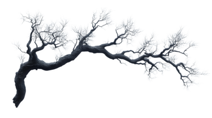 Spooky, dried tree branch with twisted form, eerie silhouette, isolated on white background