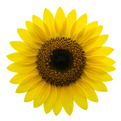 Naklejka premium Bright Sunflower Isolated on White and Transparent Background, sunflower, sunflower isolated, sunflower on white, sunflower transparent, bright sunflower, sunflower flower, floral clipart,