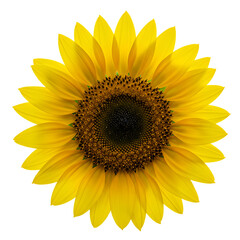Fototapeta premium Bright Sunflower Isolated on White and Transparent Background, sunflower, sunflower isolated, sunflower on white, sunflower transparent, bright sunflower, sunflower flower, floral clipart,