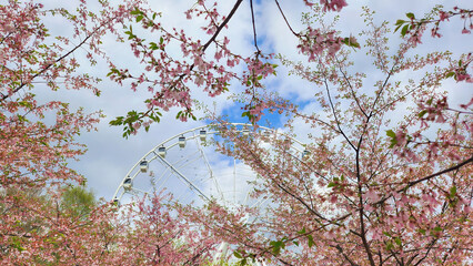 Spring Ferris wheel view framed by cherry blossom branches