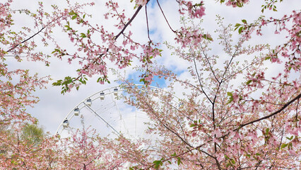 Springtime cherry blossoms framing a white Ferris wheel under a cloudy sky with patches of blue.