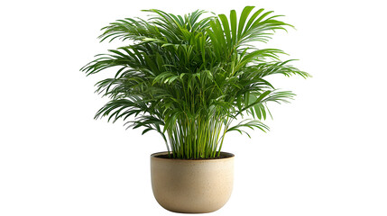 Tall indoor parlor palm in a neutral ceramic planter, isolated on white background