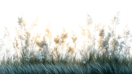 Tall meadow grass with soft sway effect, peaceful field element, isolated on white background