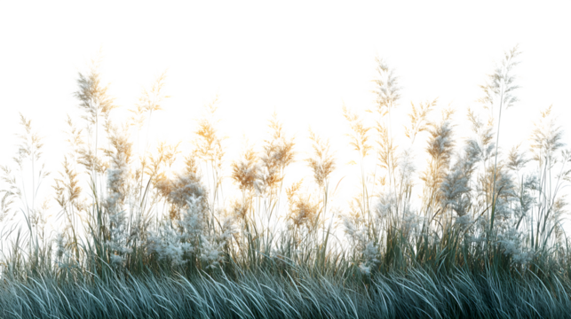 Tall meadow grass with soft sway effect, peaceful field element, isolated on white background