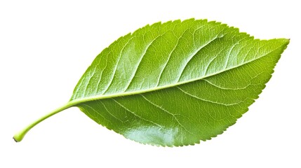Obraz premium Isolated Green Leaf on White Background for Nature and Freshness