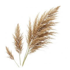 Fototapeta premium Several fluffy beige plumes, ornamental grass, isolated on a white background