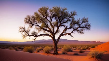 Solitary tree in vast desert landscape at sunset with mountains in background under clear sky.