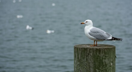 Serene Seagull Resting on Wooden Post - A peaceful seagull rests on a weathered wooden post, overlooking calm water on a sunny day. Symbolizing tranquility, freedom, nature, patience, and solitude