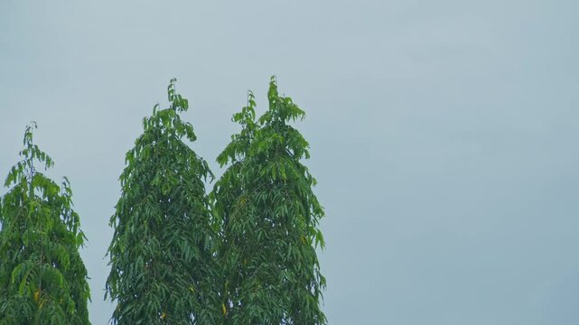 Monoon longifolium trees swaying in the light wind against cloudy sky during daytime